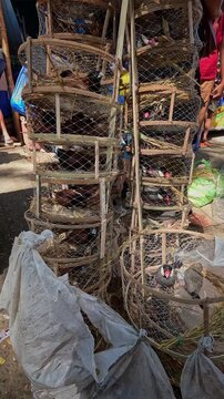 Numerous Java sparrow (Lonchura oryzivora) and chestnut munia (Lonchura atricapilla) in cages for auspicious merit making ritual at a bustling outdoor local market in Kabankalan, Philippines