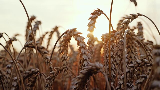 Backlit wheat field evoking inflation scarcity and fragile European stability