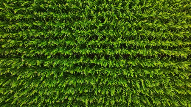 Drone slowly ascending above vibrant maize rows moving gently in warm wind