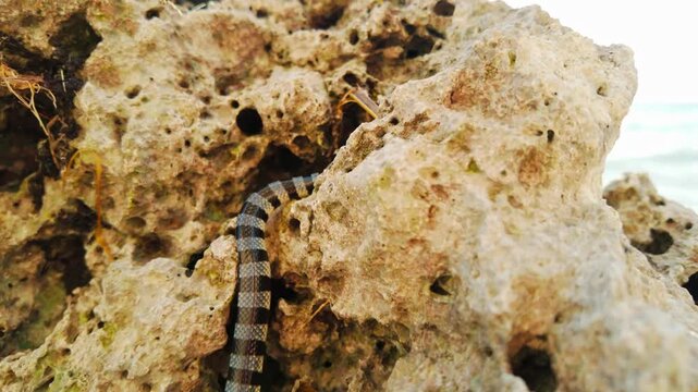Highly venomous sea krait flicks tongue beside tropical ocean rocks at dusk