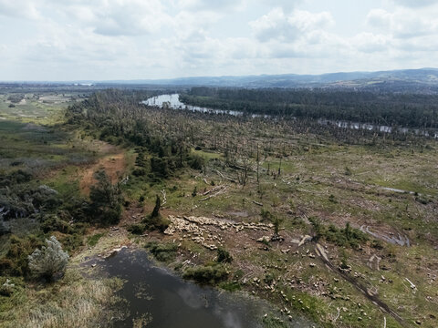 Aerial view of hurricane damaged forest near river in Serbia, fallen trees and environmental destruction. g.