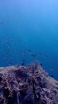 Dolly forward to millipora and bubbletip anemone growing within a cavity of a grooved brain coral inhabited by tomato clownfish as group of ternate chromis swims downward in unison. Dauin, Philippines