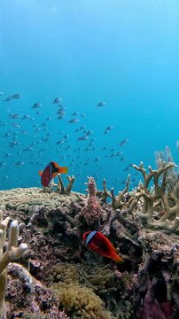 Pair of tomato clownfish guarding (Amphiprion frenatus) a bubble tip anemone (Entacmaea quadricolor) while a school of ternate chromis swims in unison in the distant blue waters. Dauin, Philippines