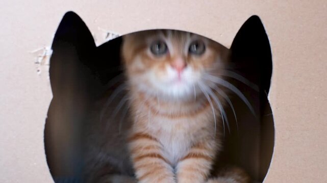 A cute funny kitten is visible from the hole of cardboard box, front view