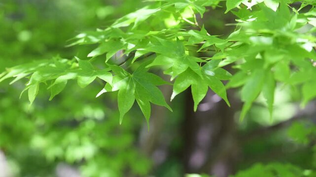 Close-up videos showcasing images such as fresh green foliage swaying in the dappled sunlight and the soothing beauty of Japanese forests 