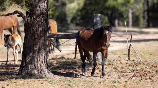 Bay mare mustang of the Heber Wild Horse herd in the Apache-Sitgreaves National Forest in Heber Arizona United States