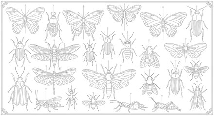 Fototapeta premium Insects Butterflies Moths Beetles Drawing.