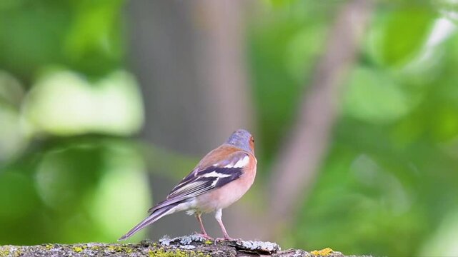 video of a finch singing