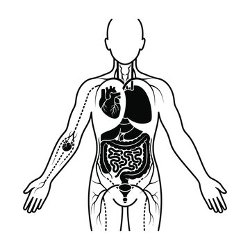 Human body anatomy with internal organs