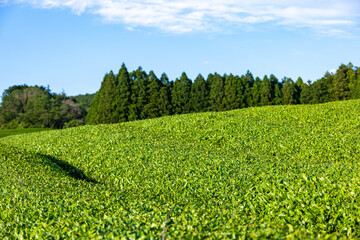 青々としたお茶の葉が一面を覆う茶畑の風景 © ToYoPHoTo