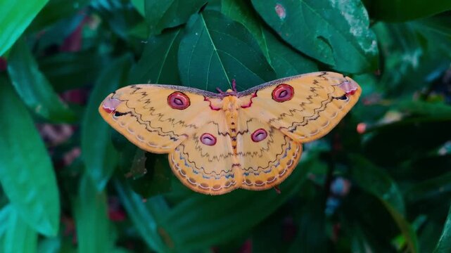 Golden Emperor moth perching on a green leaf. Dominant wings are bright yellow with ocellus eye spots. Moths of the genus Loepa belong to the family Saturniidae.