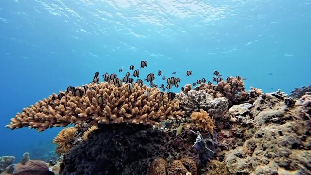 "Underwater marine life featuring healthy coral reef damselfish stingray and leopard shark swimming on sandy bottom"