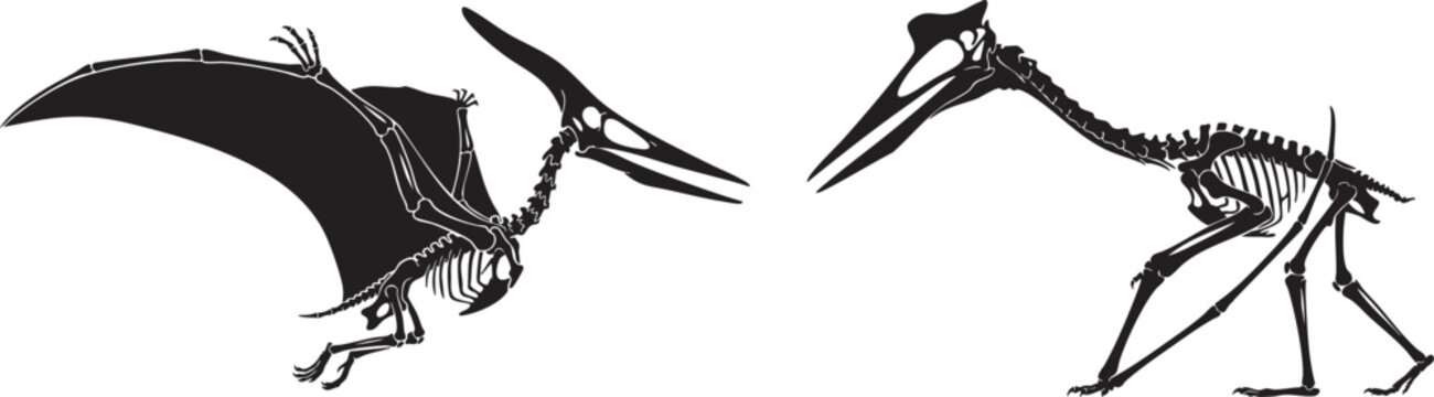 Pterosaur skeleton silhouettes flying and walking pterodactyl fossils.