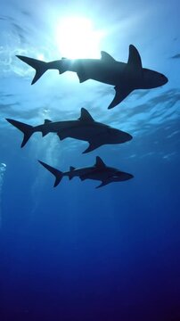sharks in the sea