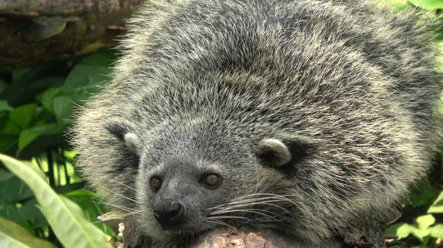 Detailed close-up footage of a binturong face with thick fur and long whiskers. The Asian bearcat looks directly toward the camera in a zoo wildlife setting.

