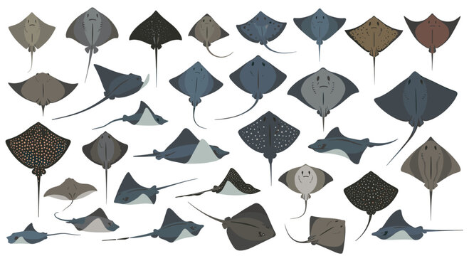 Large assortment of various stingray species in different colors and patterns is displayed together for marine study.