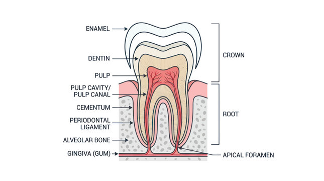 Detailed Tooth Anatomy Diagram - Enamel, Dentin, Pulp, Root, Crown