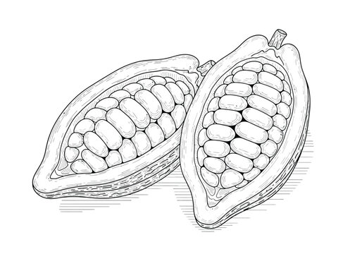 Two cocoa pods cut open revealing seeds sketch with raw material illustration chocolate