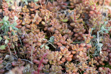 Fototapeta premium Sedum album (White Stonecrop) in a natural habitat
