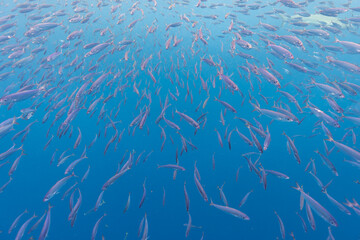 Obraz premium Mackerel Scad School of Fish