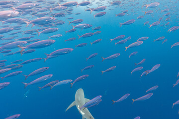Naklejka premium Mackerel Scad School of Fish with a shark