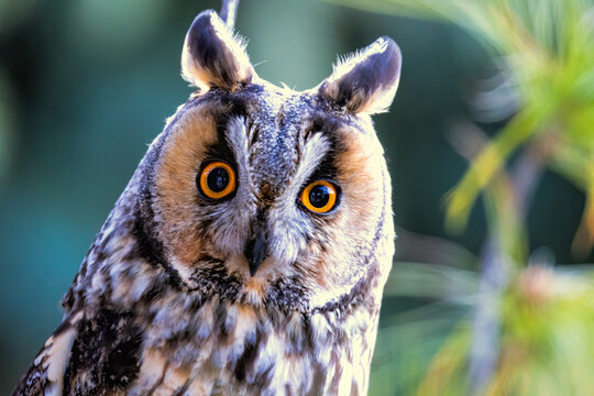 Long-eared Owl (Asio otus) very close portrait