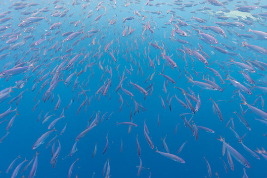 Mackerel Scad School of Fish