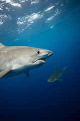 Fototapeta premium Tiger Shark Side Profile with Broken Jaw and Shark Teeth