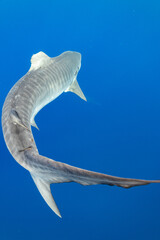 Tiger Shark with Damaged Dorsal Fin Swimming Away Showing Tail Fin © Snappy Sammy