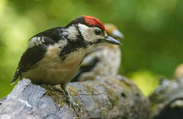 Obraz premium Great Spotted Woodpecker (Dendrocopos major) in forest