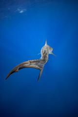 Tiger Shark Cadual Fin and Tiger Shark Stripes Swimming Away in Blue Water © Snappy Sammy