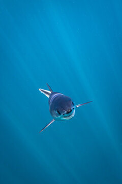 Baby Short Fin Mako Shark Swimming into Camera Head On View 