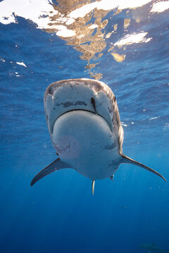 Tiger Shark Lifting Snout with Remora Fish Attached