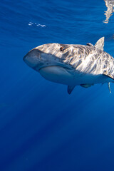Fototapeta premium Tiger Shark Side Profile Eyes Open