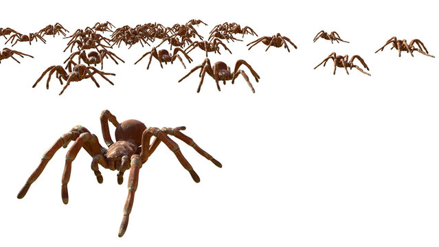Swarm of Tarantulas Crawling Isolated on White Background
