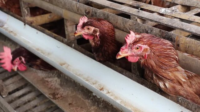 Industrial chicken farming scene with rows of hens in cages, automatic feeders and drinkers, and freshly laid eggs visible along the conveyor system