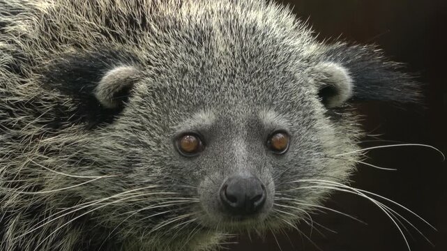Extreme close-up footage showing the facial details of a binturong including eyes, whiskers, and dense fur. The rare Asian bearcat is filmed inside a zoo enclosure.
