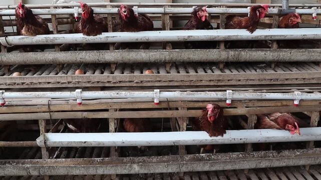 Industrial chicken farming scene with rows of hens in cages, automatic feeders and drinkers, and freshly laid eggs visible along the conveyor system