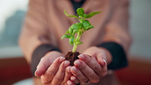 Sustainability, awareness or hands with plant, environment preservation or growth in protection campaign. Ecology, conservation or woman with soil, botanical care or cultivation in eco responsibility