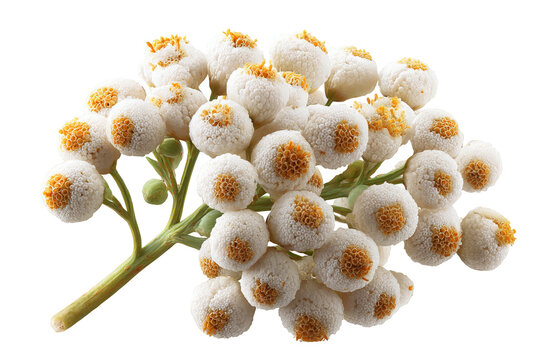 Brunia flower balls with silver grey texture, minimalist botanical style, studio macro close up, isolated transparent background