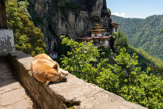 Paro Bhutan, dog sleeping with tiger's nest monastery on sheer cliff face in background