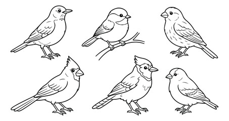 Hand drawn bird coloring page set, 6 songbird line art vector illustrations, cardinal and sparrow sketches for children activity books © Muhammad