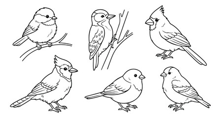 Hand drawn bird illustrations set, black and white songbird line art collection, cardinal and chickadee vector sketches for coloring book © Muhammad