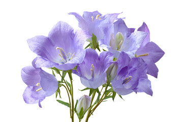 Obraz premium Campanula flowers, delicate bell shaped purple botanical PNG style isolated on transparent background