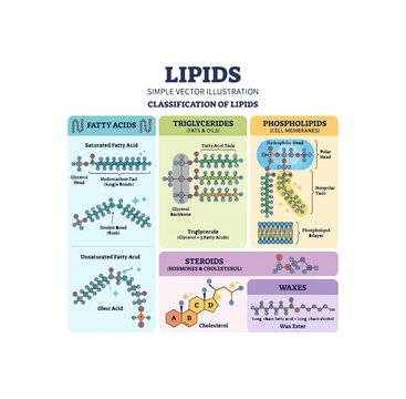 Classification of Lipids Simple Vector Illustration.