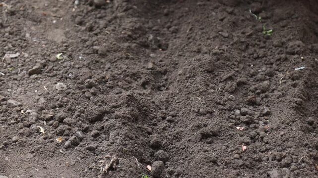 Raw video footage of a farmer hand planting bean seeds in agricultural soil in Uttarakhand India showcasing traditional farming and rural cultivation practices.
