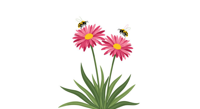 Two beautiful pink daisy flowers blooming with honey bees flying around to collect pollen and nectar in a summer garden setting.
