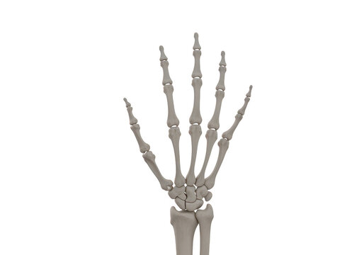 3d anatomical model of a human hand skeleton showing bone structure and joints for medical education and scientific study on a background isolated on a transparent background