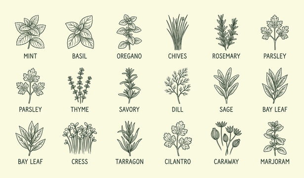 Culinary herb illustration vector set, botanical drawings of mint basil oregano parsley thyme dill sage, rustic cooking design art