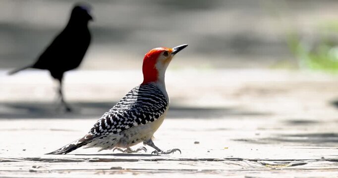 Red bellied woodpecker walking on a wooden deck